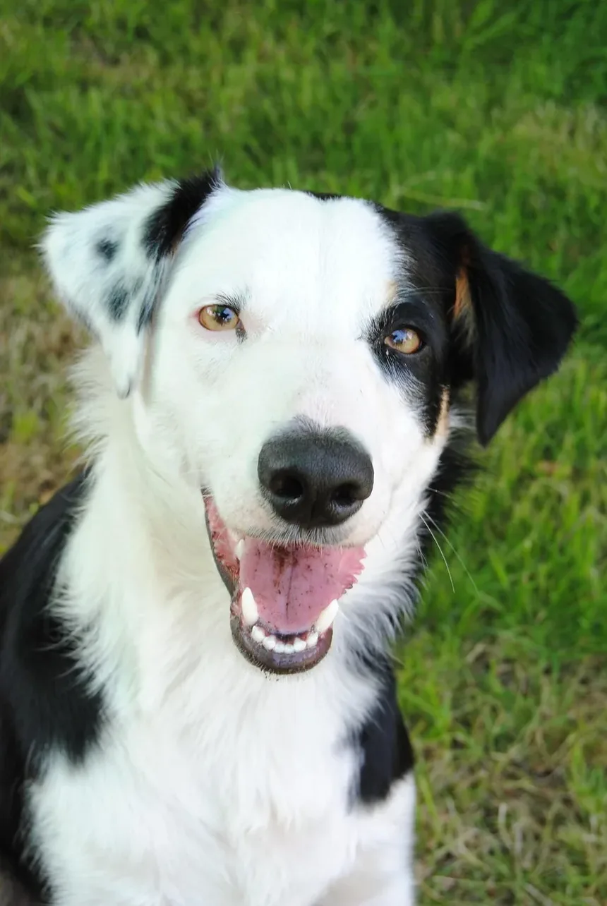 Ferramentas Básicas de Higiene para Cães: Um Guia Completo