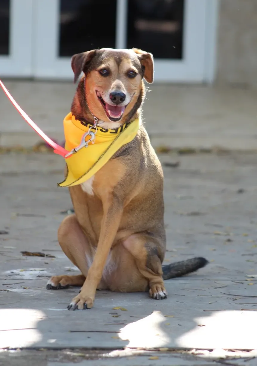 Ferramentas Básicas de Higiene para Cães: Um Guia Completo