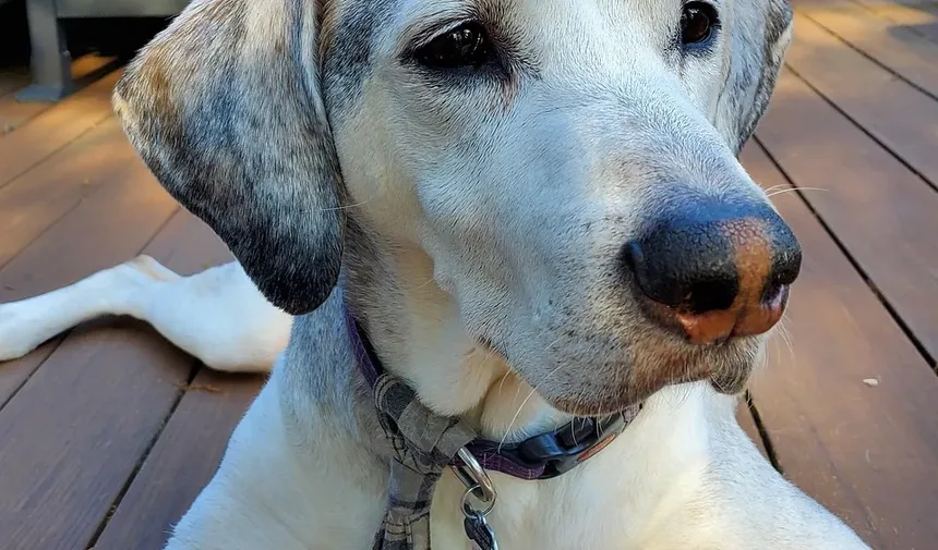 Ferramentas Básicas de Higiene para Cães: Um Guia Completo