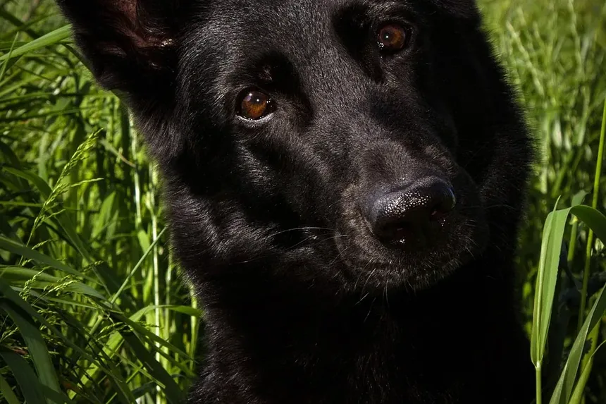 Ferramentas Básicas de Higiene para Cães: Um Guia Completo