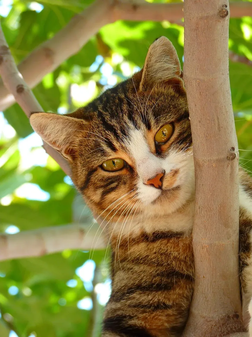 Recuperação de Gatos após Cirurgia Abdominal: Um Guia Completo