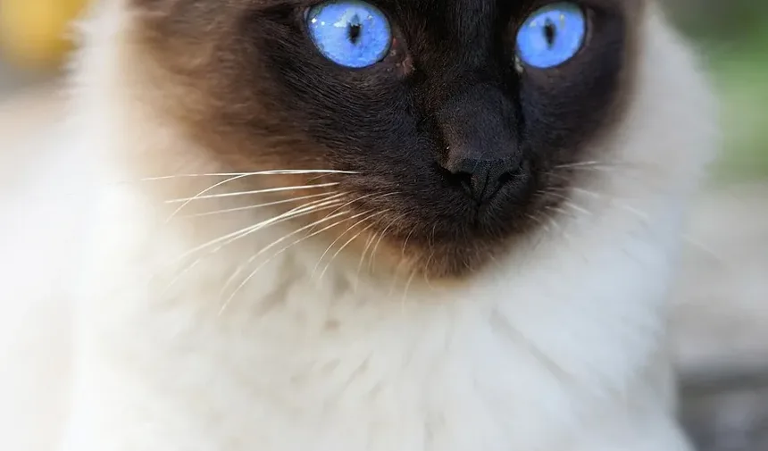 Recuperação de Gatos após Cirurgia Abdominal: Um Guia Completo