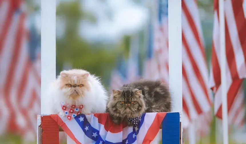 Compreendendo os Vírus Felinos que Causam Vômito e Diarreia