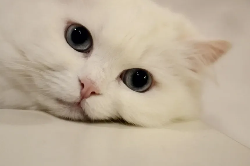 Compreendendo os Vírus Felinos que Causam Vômito e Diarreia