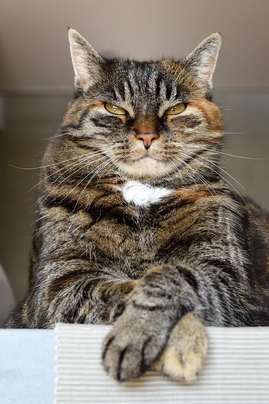 Lanches Mais Saudáveis para Gatos: Um Guia Completo