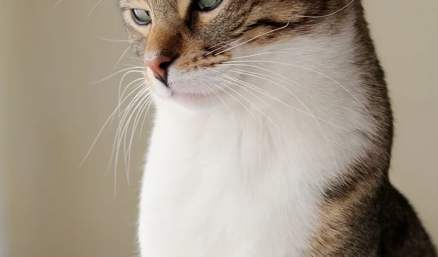 Lanches Mais Saudáveis para Gatos: Um Guia Completo