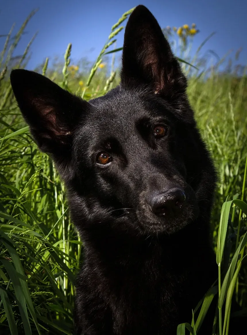 Remédios Caseiros para Problemas de Cães: Um Guia Abrangente