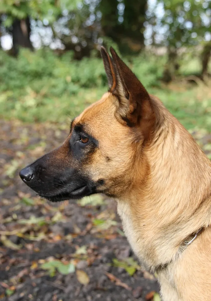 Remédios Caseiros para Problemas de Cães: Um Guia Abrangente