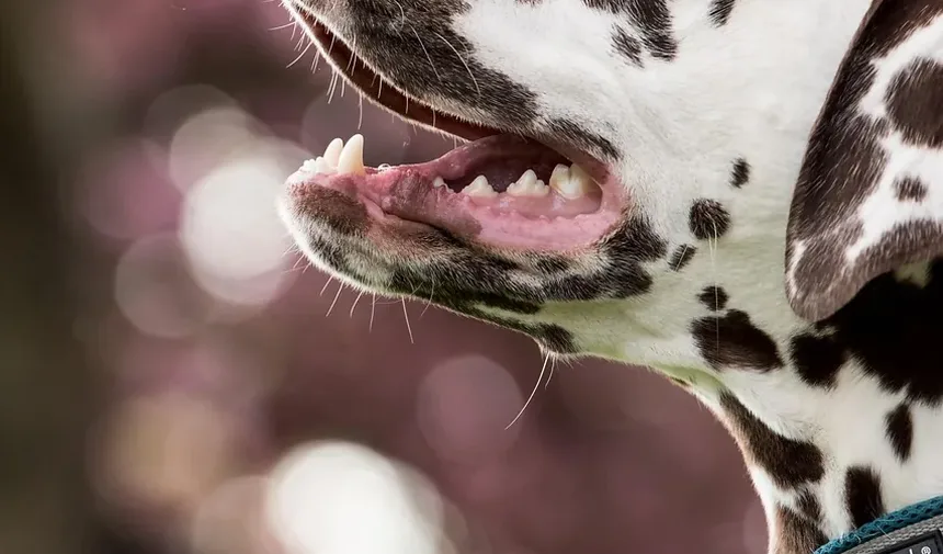Remédios Caseiros para Problemas de Cães: Um Guia Abrangente