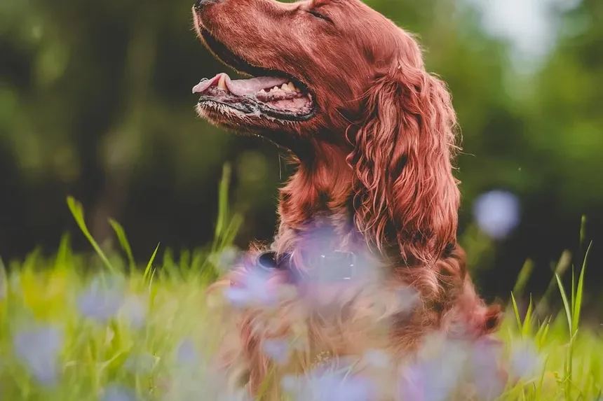 Remédios Caseiros para Problemas de Cães: Um Guia Abrangente