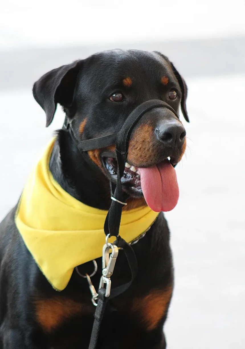Como Acalmar um Cão para a Tosa: Estratégias e Técnicas Eficazes