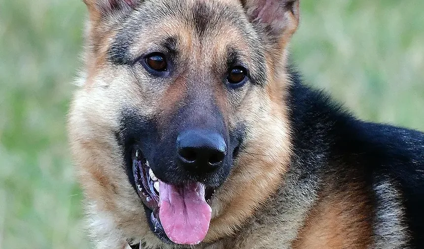 Como Acalmar um Cão para a Tosa: Estratégias e Técnicas Eficazes