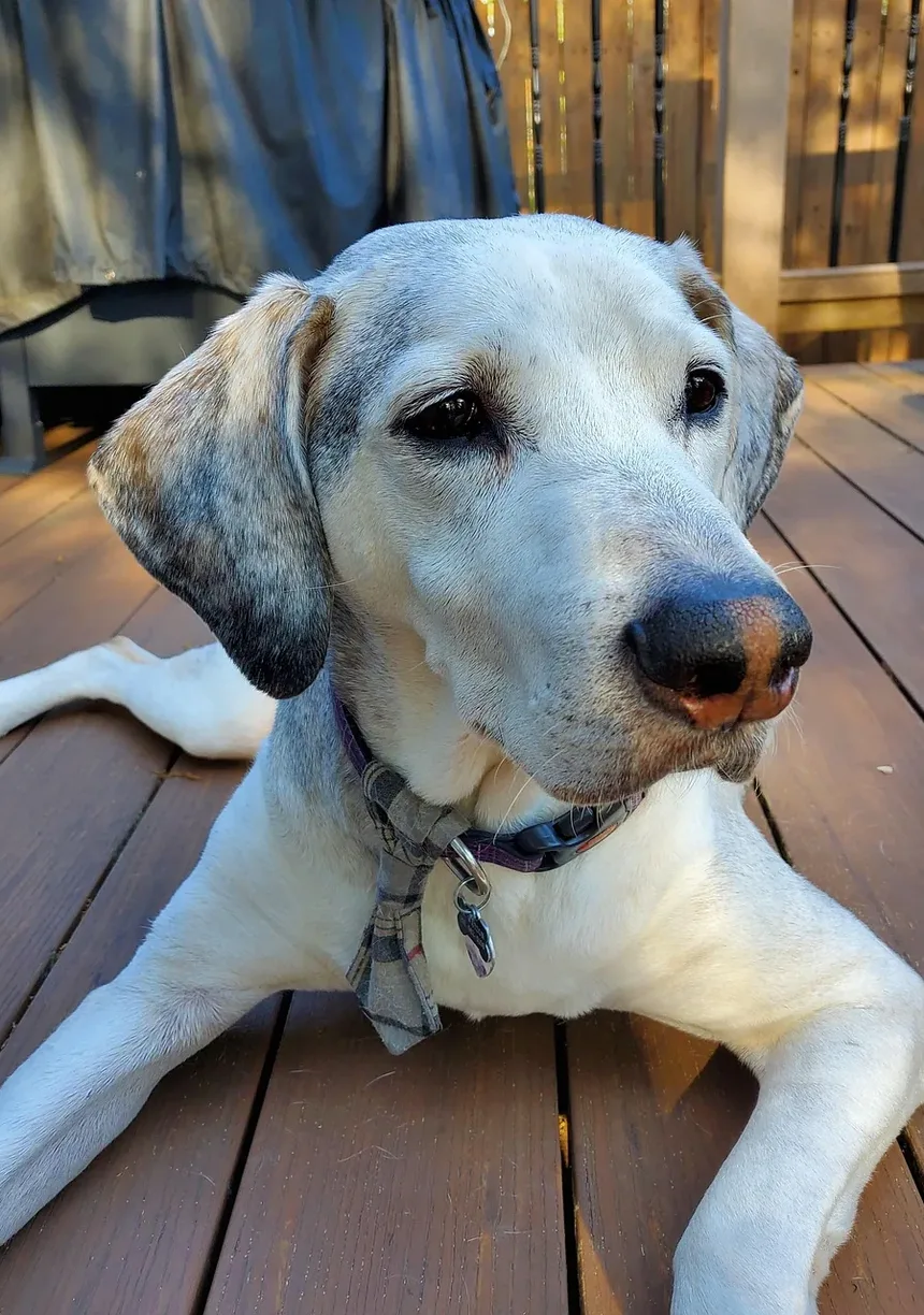 Como Confortar Meu Cão Porque Ele Fica Ansioso Durante Passeios de Carro