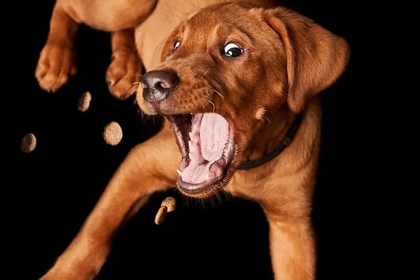 Como Confortar Meu Cão Porque Ele Fica Ansioso Durante Passeios de Carro