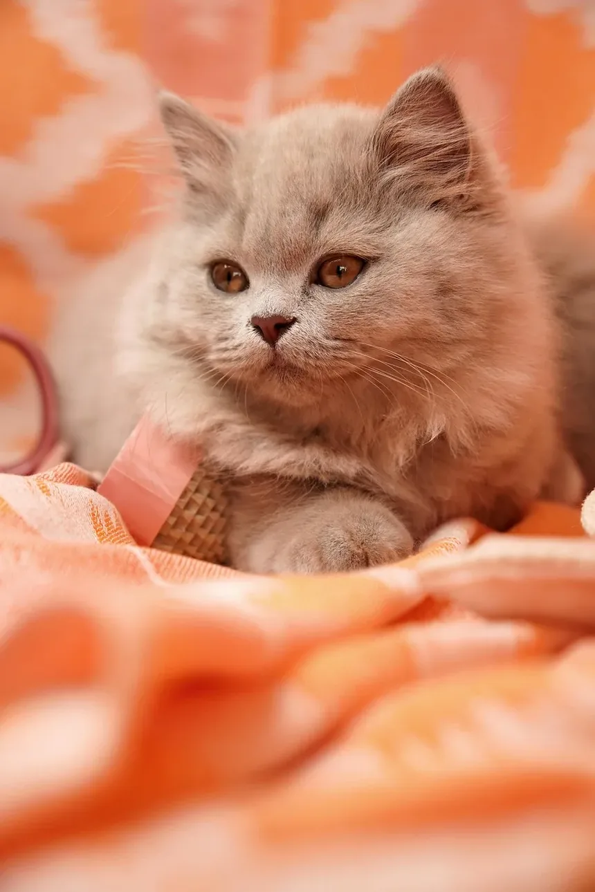 Como Tosar um Gato em Casa com Máquina de Cortar: Um Guia Completo