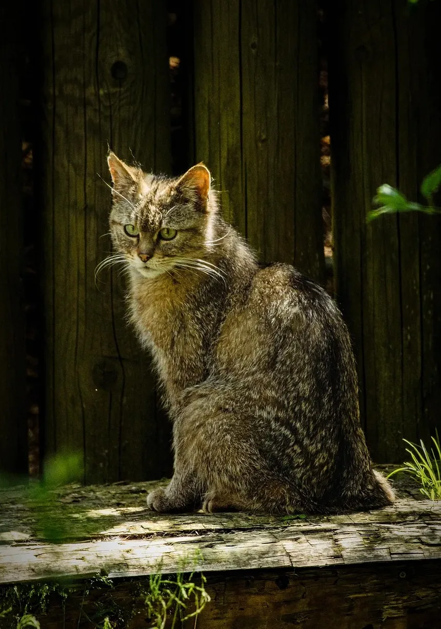 Como Tosar um Gato em Casa com Máquina de Cortar: Um Guia Completo