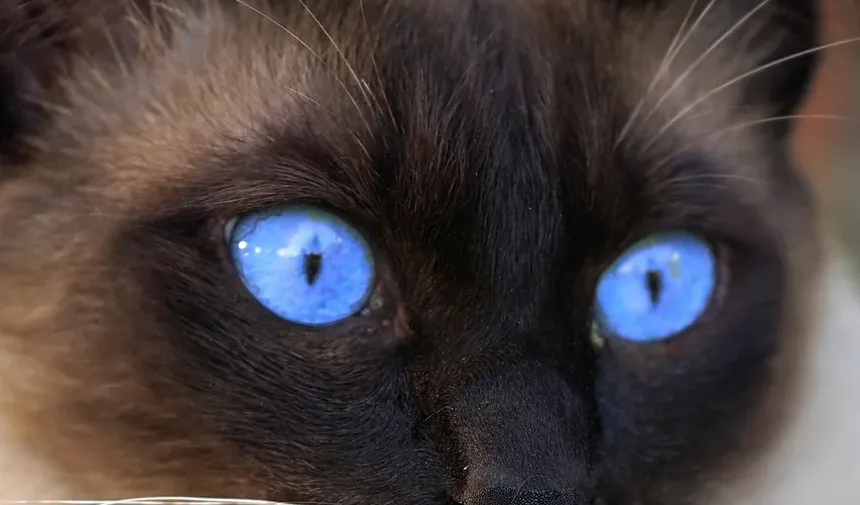 Como Tosar um Gato em Casa com Máquina de Cortar: Um Guia Completo