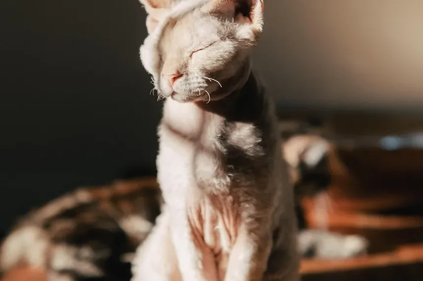 Como Tosar um Gato em Casa com Máquina de Cortar: Um Guia Completo