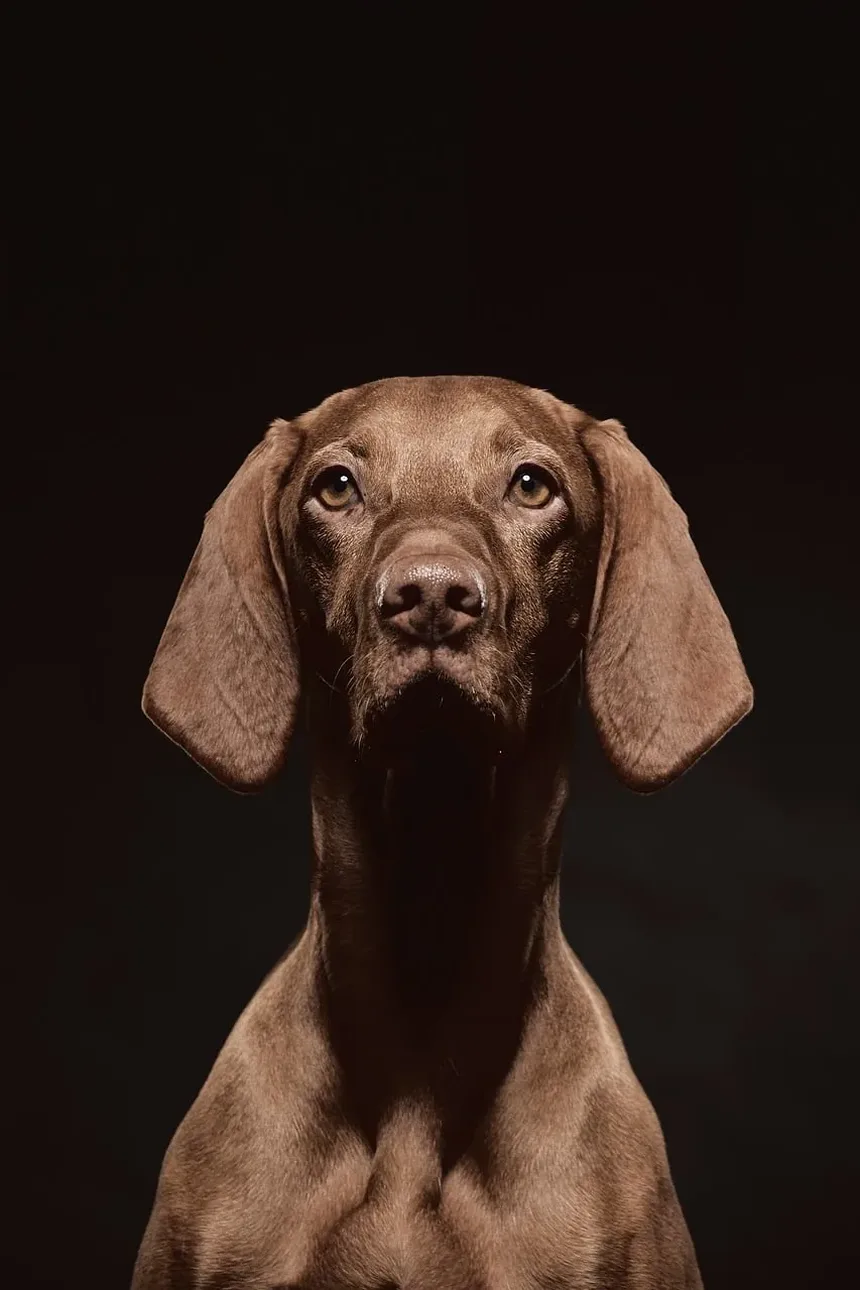 Como Ajudar Meu Cão a se Recuperar da Castração