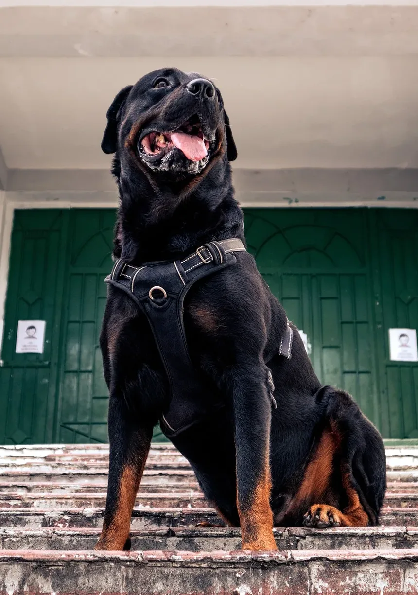 Como Ajudar Meu Cão a se Recuperar da Castração