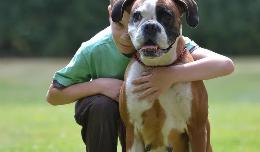 Como Ajudar Meu Cão a se Recuperar da Castração