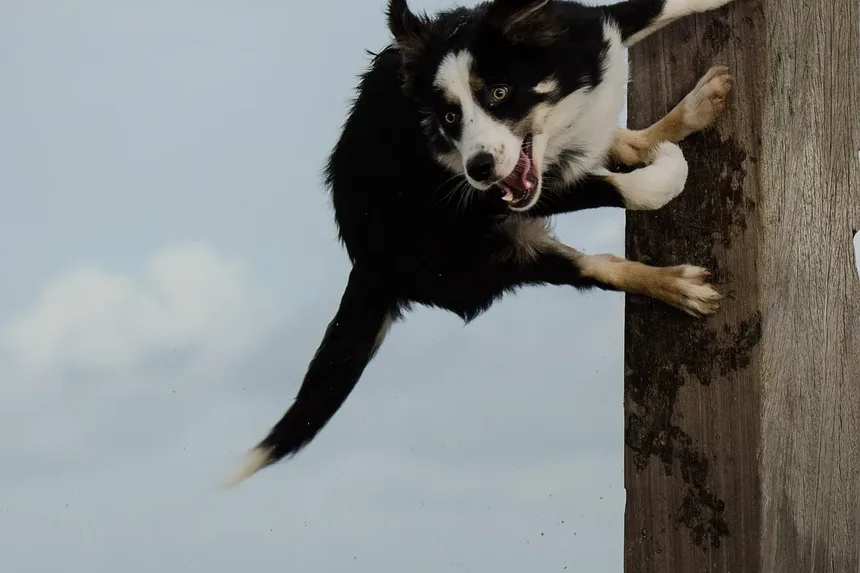 Como Ajudar Meu Cão a se Recuperar da Castração