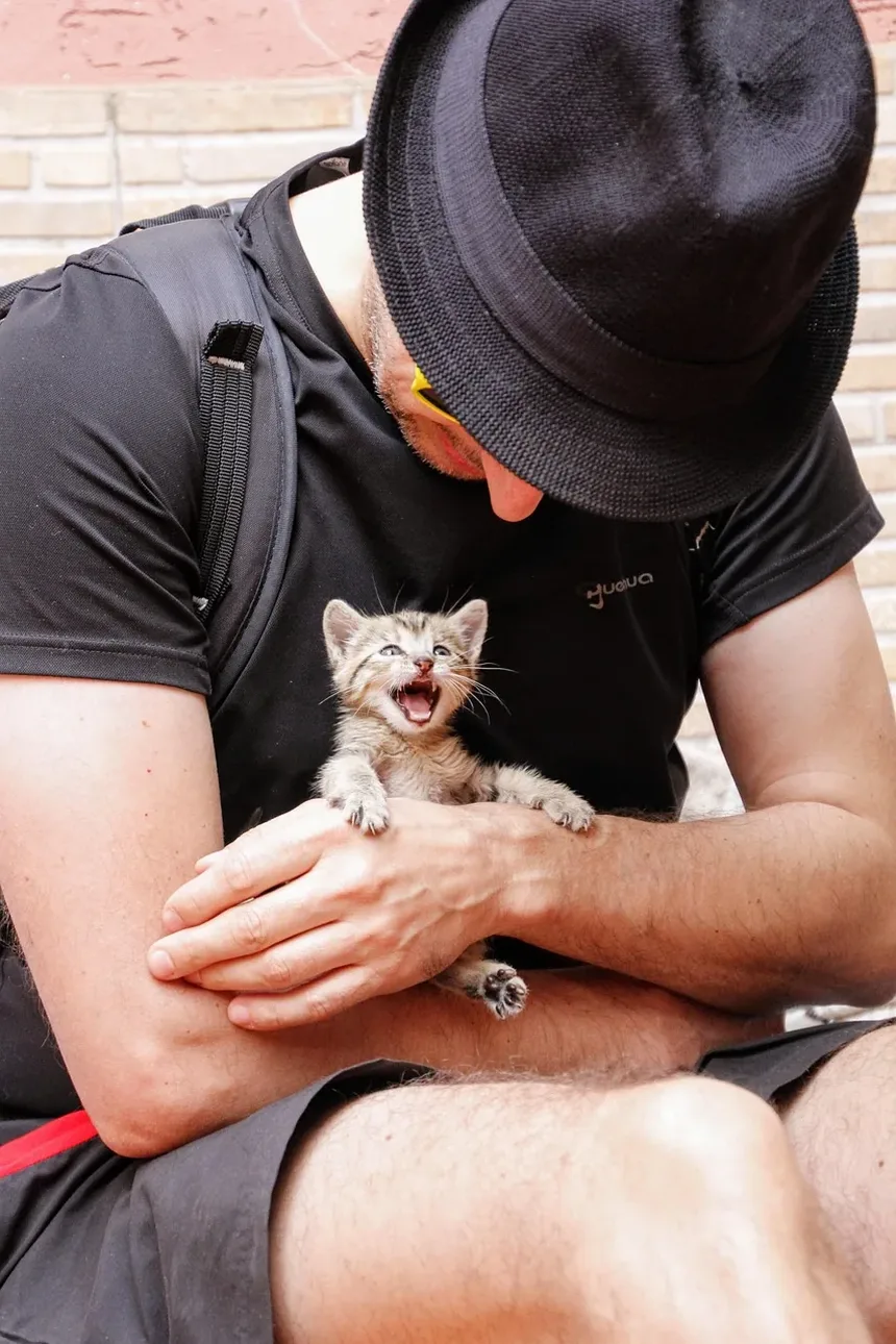Como Prevenir Doenças em Gatos: Um Guia Completo para Donos de Animais de Estimação