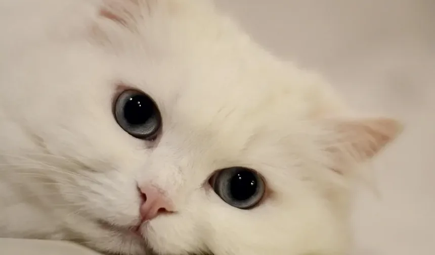 Como Prevenir Doenças em Gatos: Um Guia Completo para Donos de Animais de Estimação