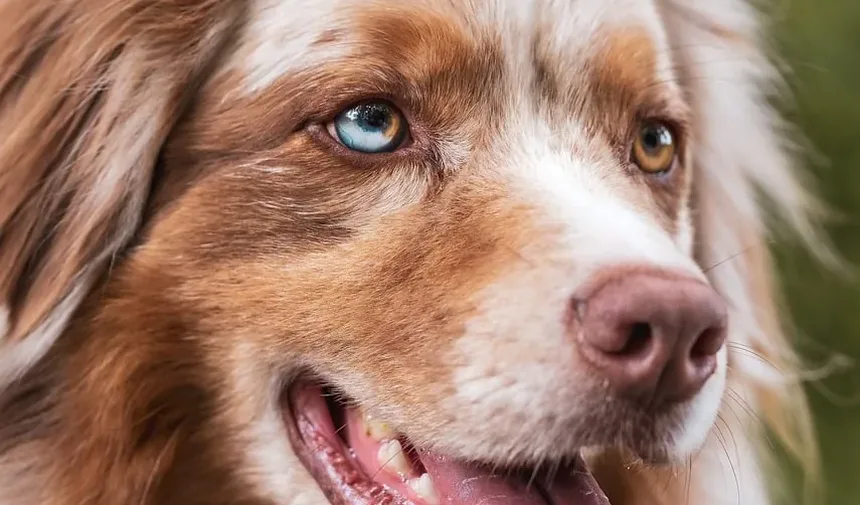 Como Treinar Meu Cão para Não Pular nas Pessoas