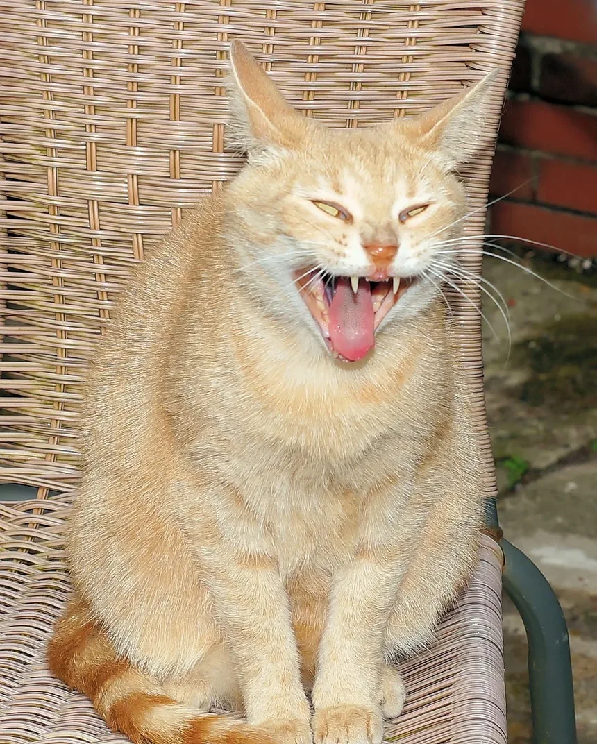 As Doenças e Sintomas Mais Comuns em Gatos
