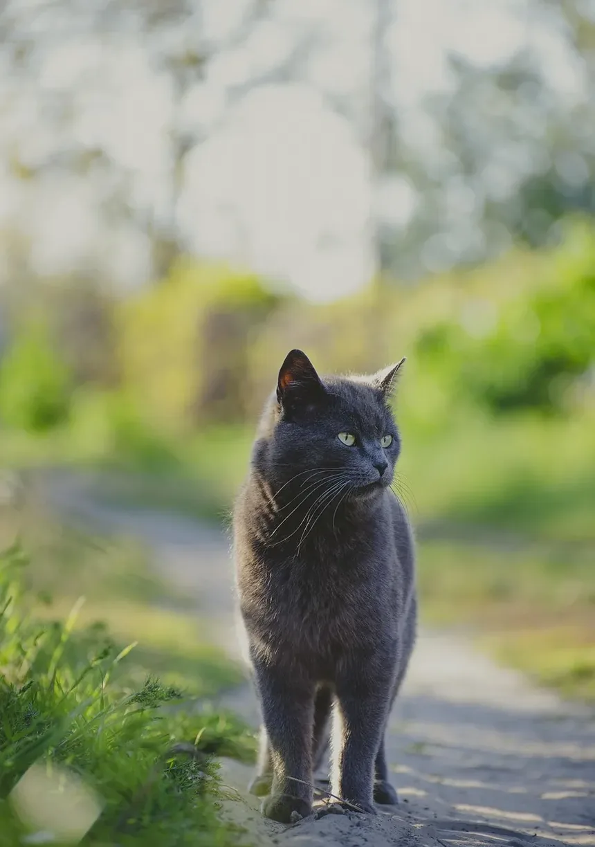 As Doenças e Sintomas Mais Comuns em Gatos