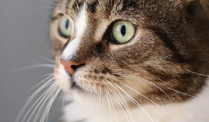 As Doenças e Sintomas Mais Comuns em Gatos