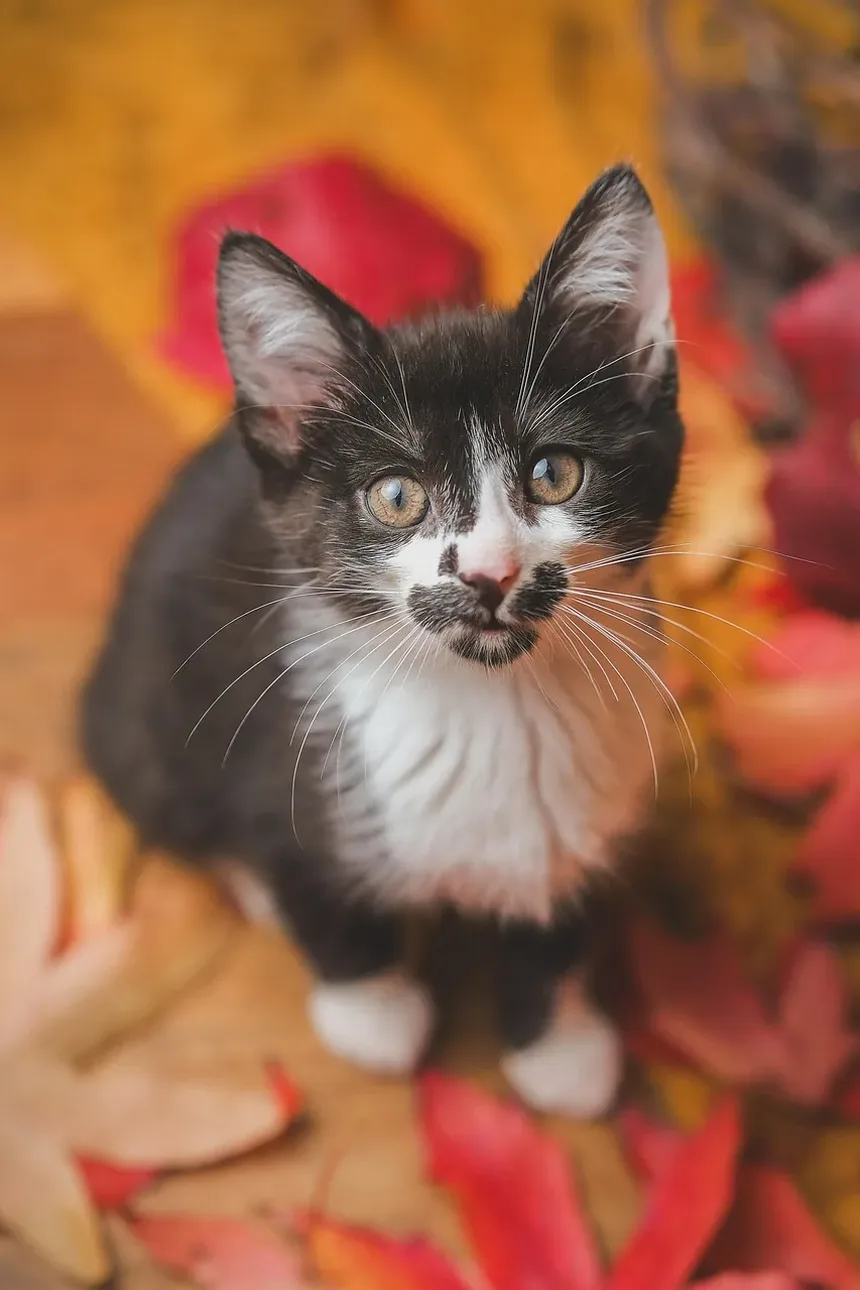 Sinais de Angústia Respiratória em Gatos: O Que Todo Dono de Gato Deve Saber
