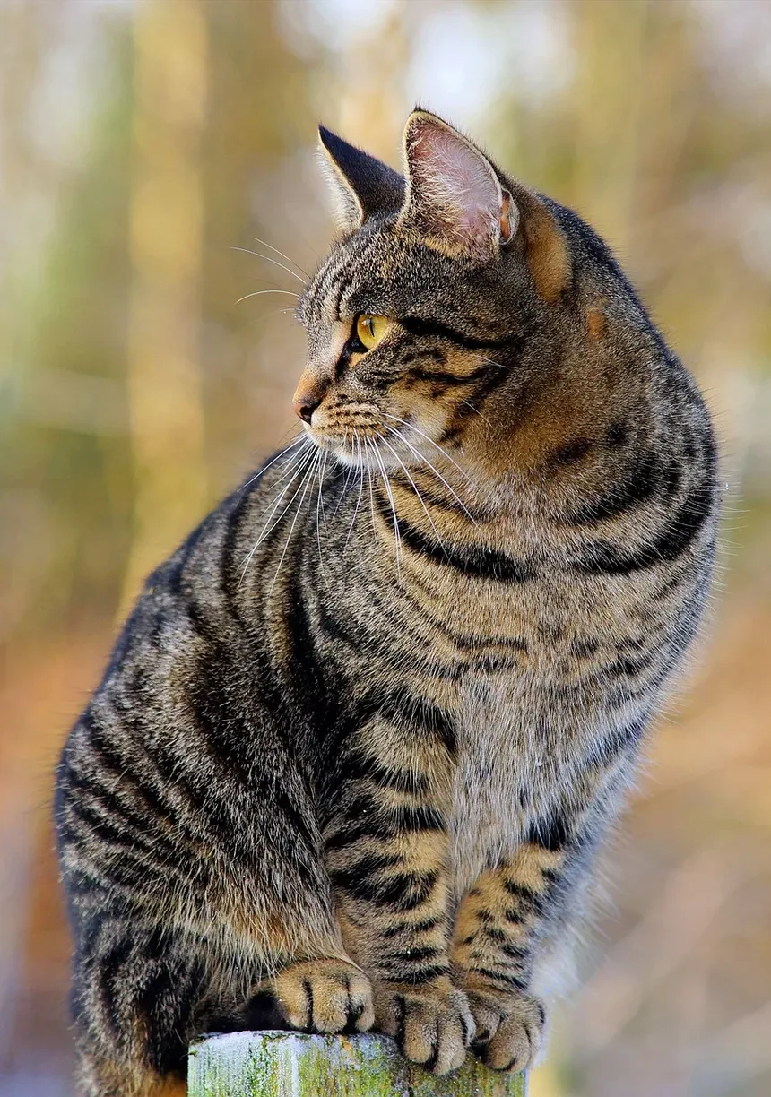 Sinais de Angústia Respiratória em Gatos: O Que Todo Dono de Gato Deve Saber