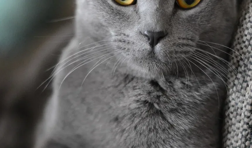 Sinais de Angústia Respiratória em Gatos: O Que Todo Dono de Gato Deve Saber