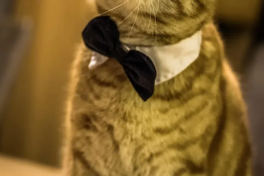 Sinais de Angústia Respiratória em Gatos: O Que Todo Dono de Gato Deve Saber