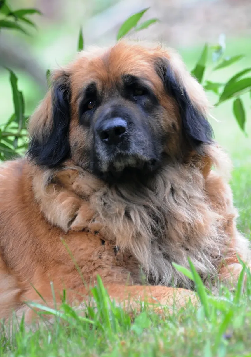 Sinais de Doença Renal Crônica em Cães