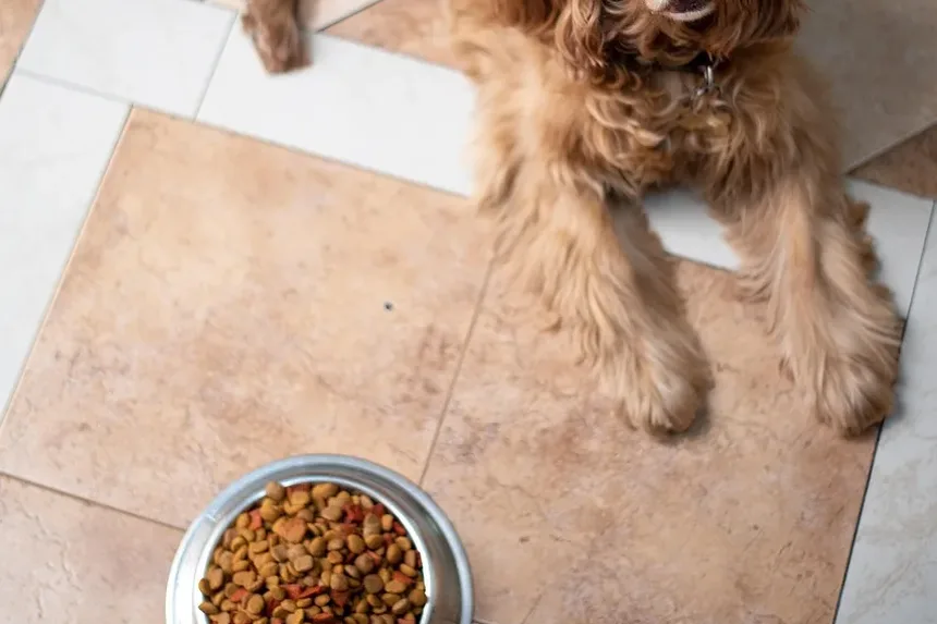 Sinais de Doença Renal Crônica em Cães