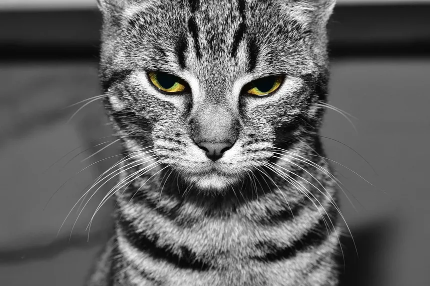 Sinais de Estresse nos Olhos dos Gatos: Compreendendo os Indicadores de Estresse Felino