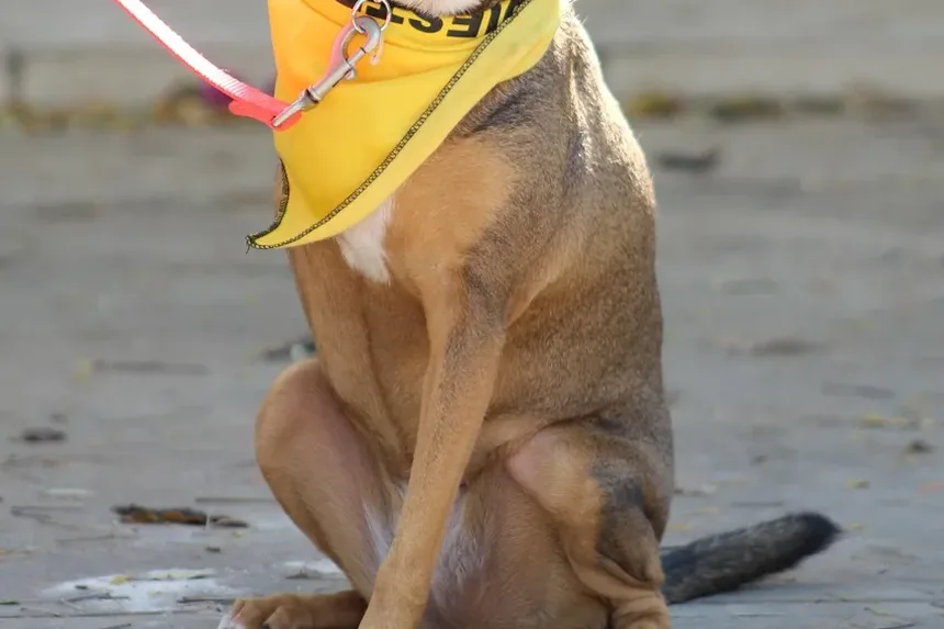 Sinais de Estresse nas Orelhas dos Cães: Entendendo o Comportamento do Seu Pet