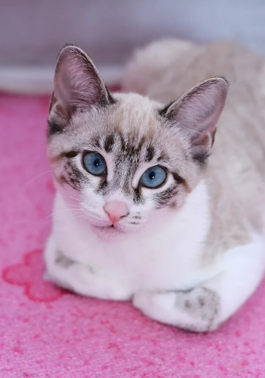 Suplementos de Vitaminas para Gatos com Doença Renal