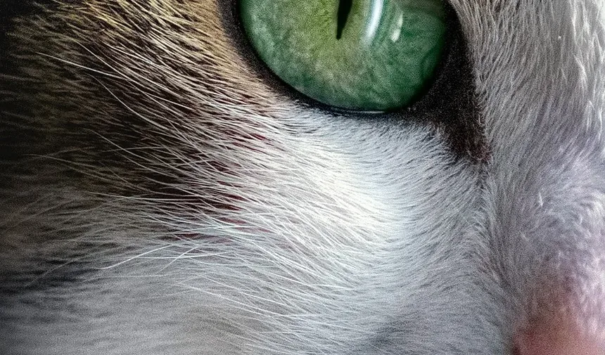 Suplementos de Vitaminas para Gatos com Doença Renal