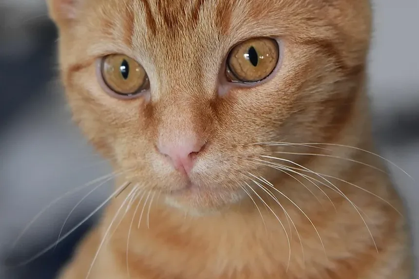 Suplementos de Vitaminas para Gatos com Doença Renal