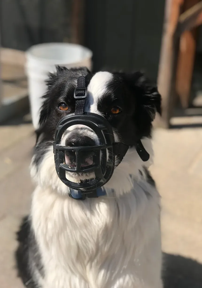 O Que Fazer Quando o Cachorro Está Engasgando: Um Guia Completo
