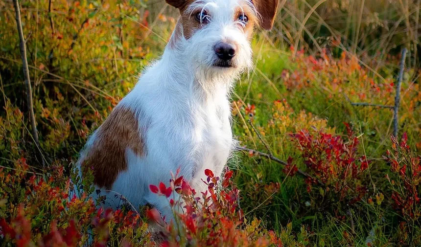 O Que Fazer Quando o Cachorro Está Engasgando: Um Guia Completo