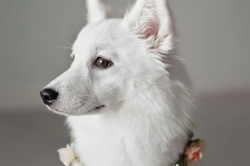 O Que Fazer Quando o Cachorro Está Engasgando: Um Guia Completo