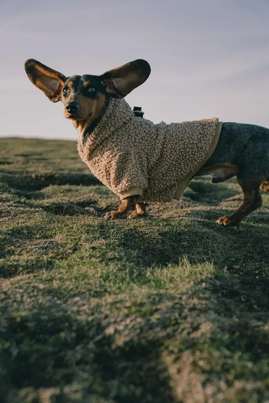 Por Que Meu Coelho Mastiga o Tapete? Entendendo o Comportamento dos Coelhos