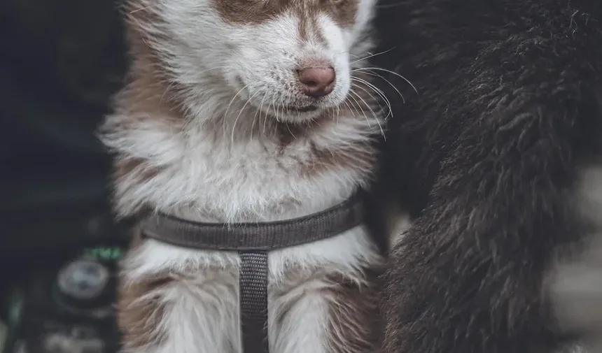 Por Que Meu Coelho Mastiga o Tapete? Entendendo o Comportamento dos Coelhos