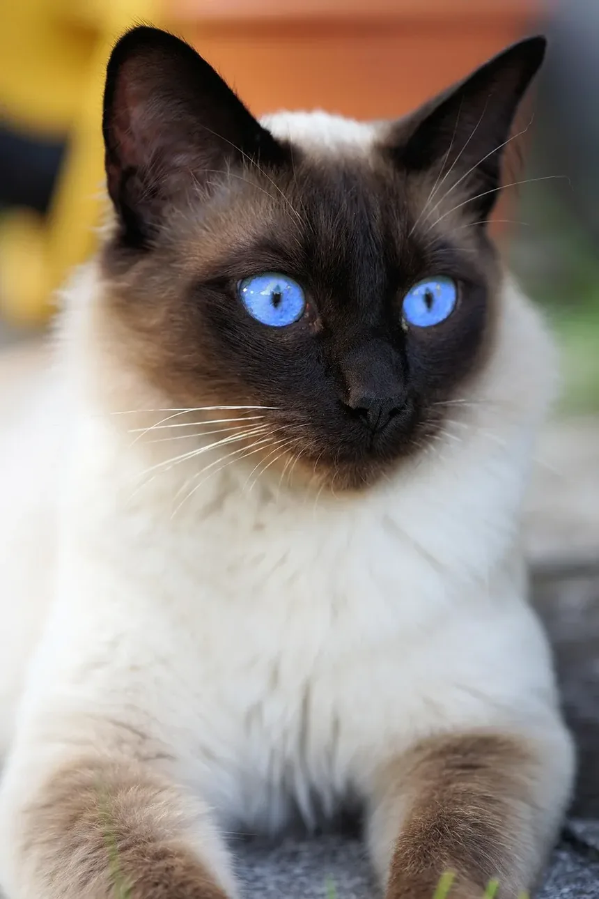 Por Que Minha Gata Está Se Escondendo Debaixo da Cama Depois de Ser Castrada?