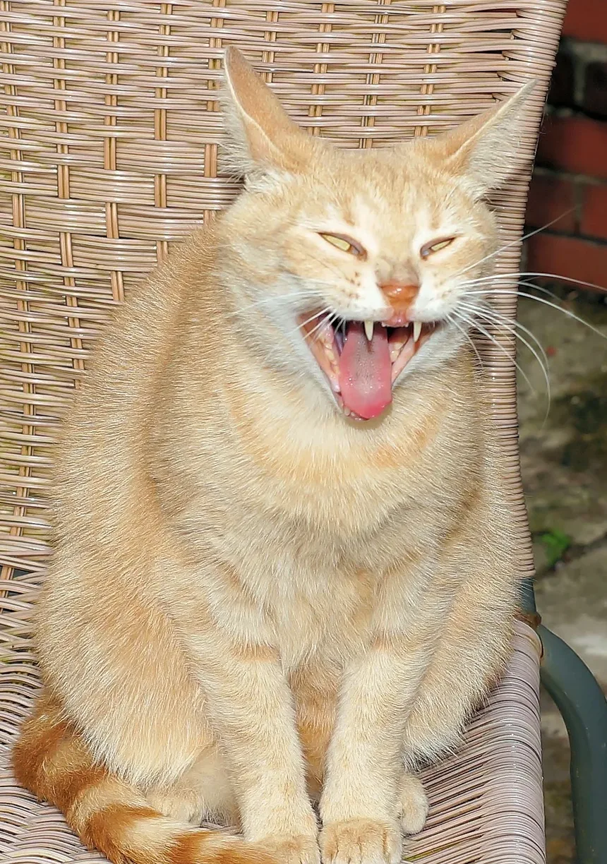 Por Que Minha Gata Está Se Escondendo Debaixo da Cama Depois de Ser Castrada?